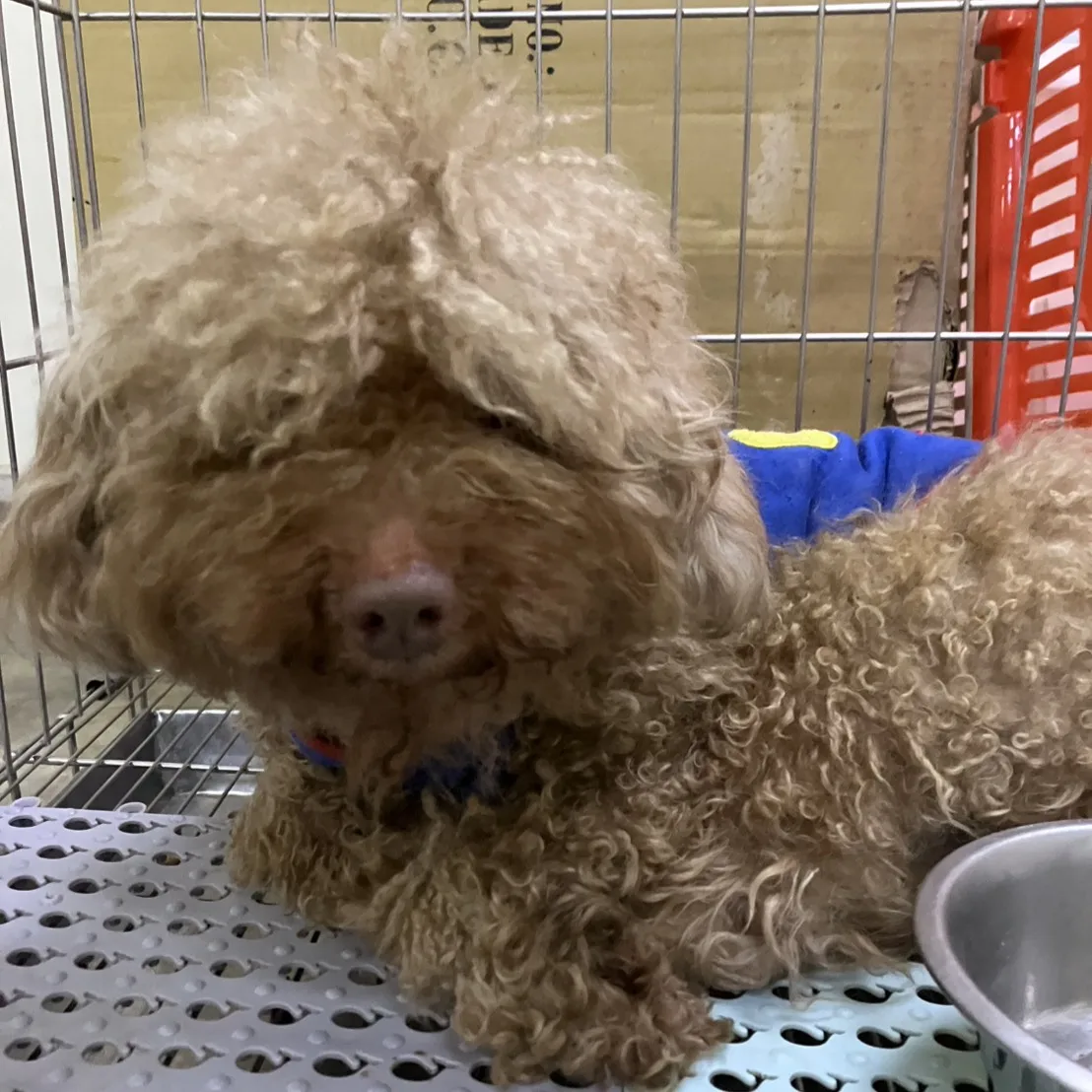 貴賓犬