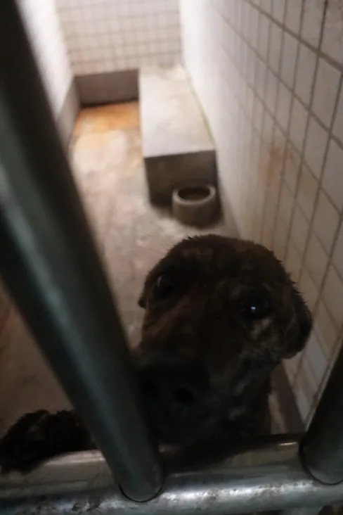 混種犬