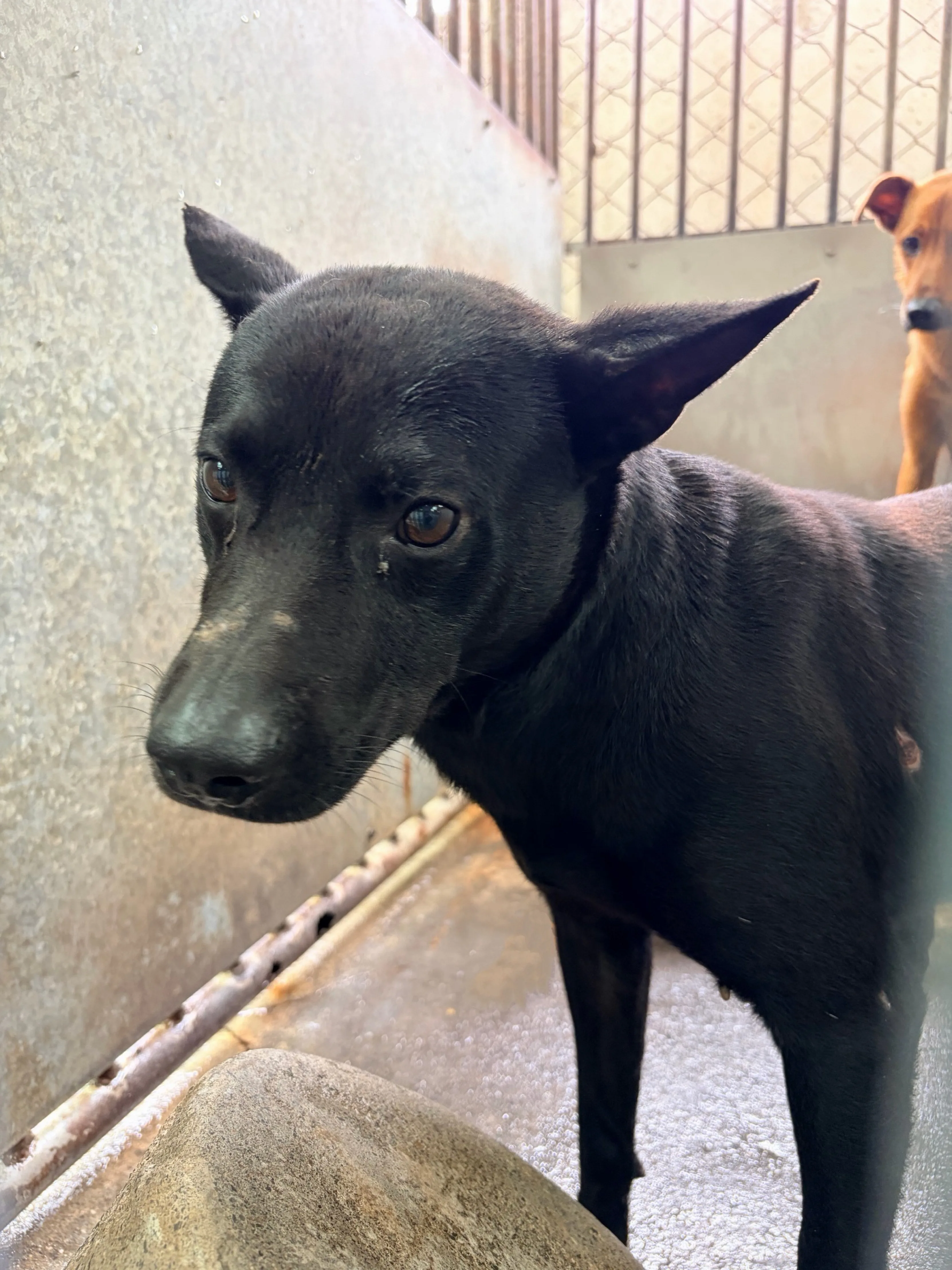 混種犬