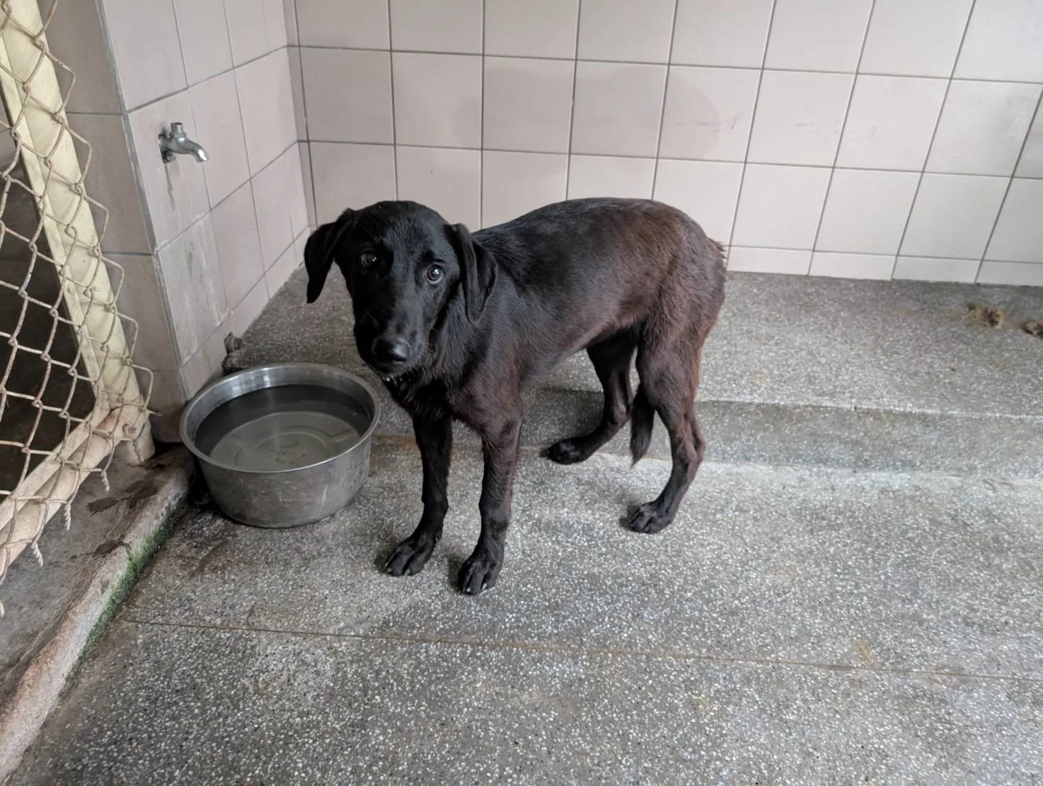 混種犬