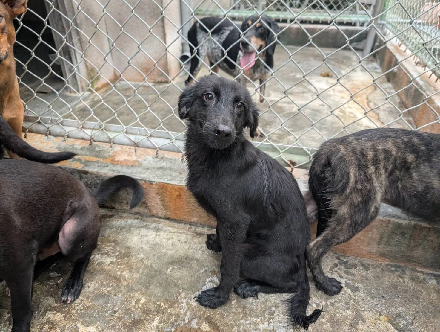 混種犬
