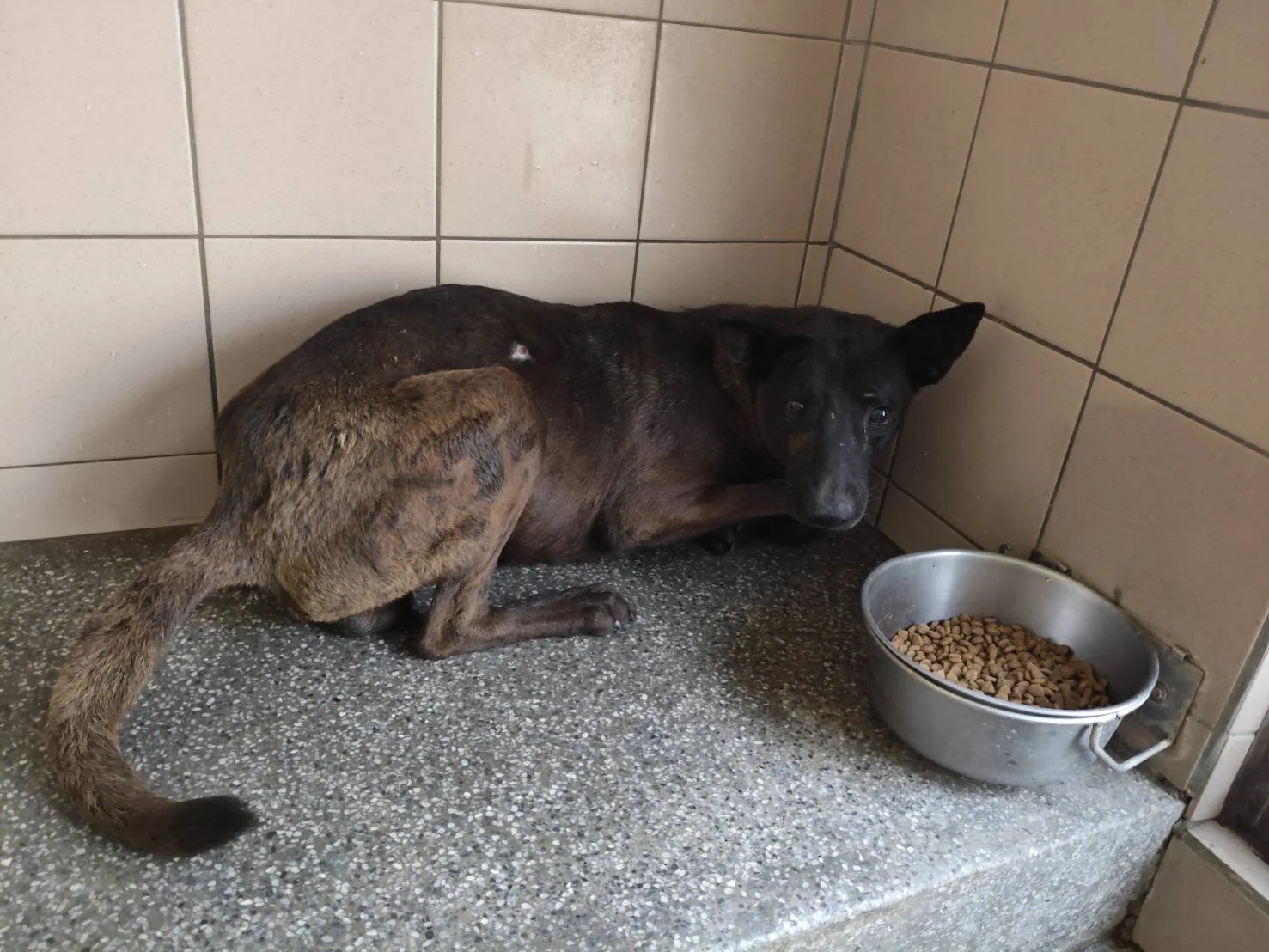 混種犬
