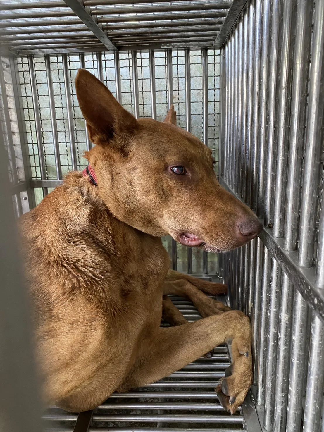 混種犬