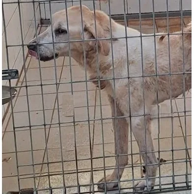 混種犬