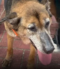 混種犬