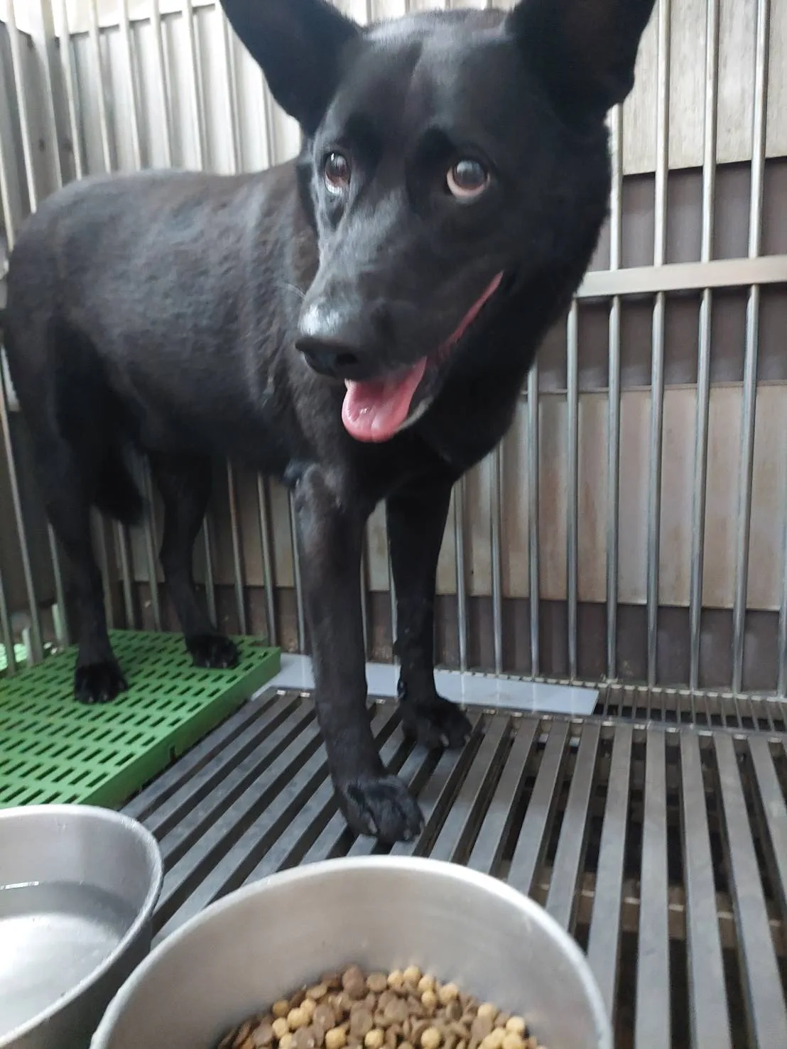 混種犬