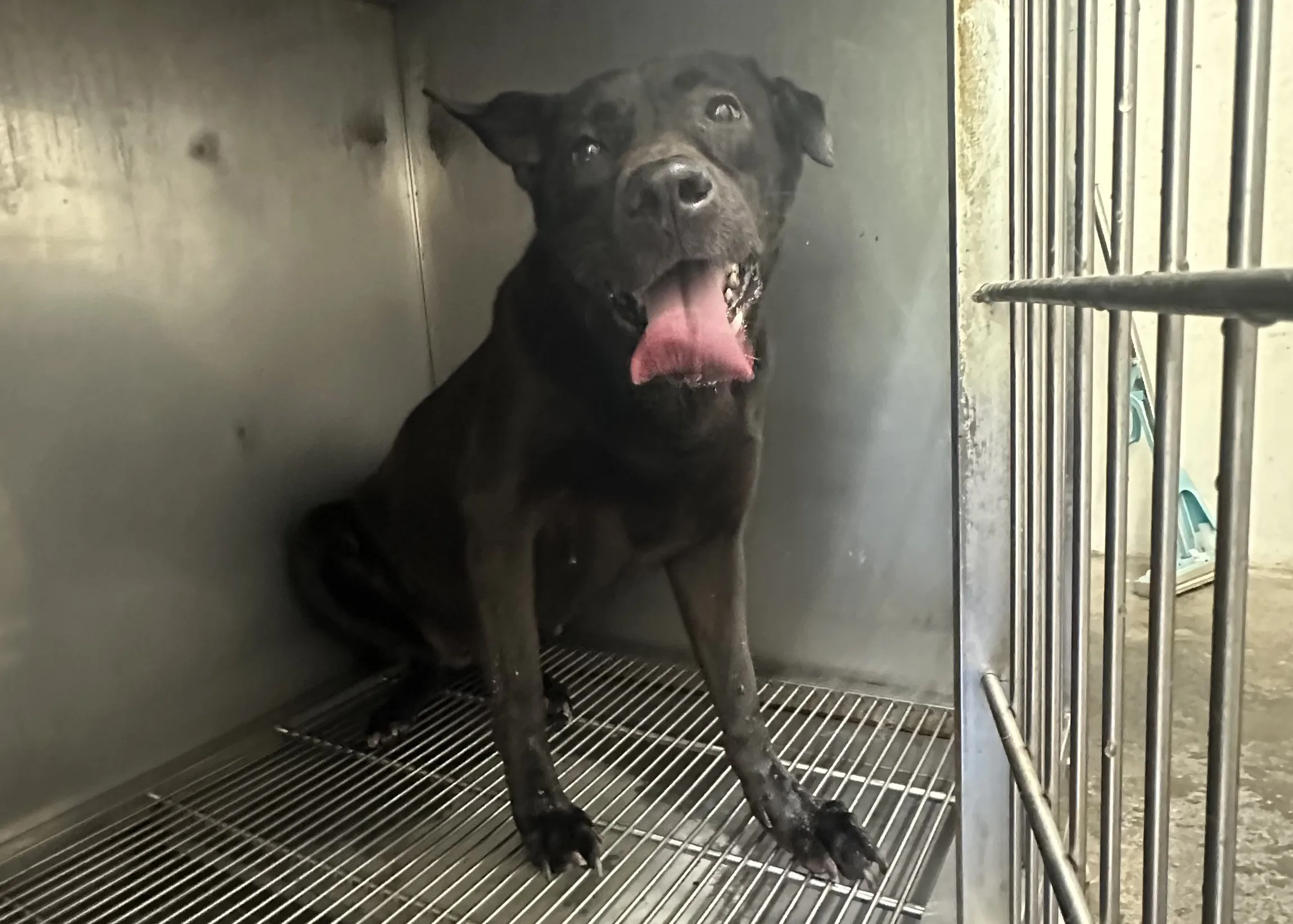 混種犬