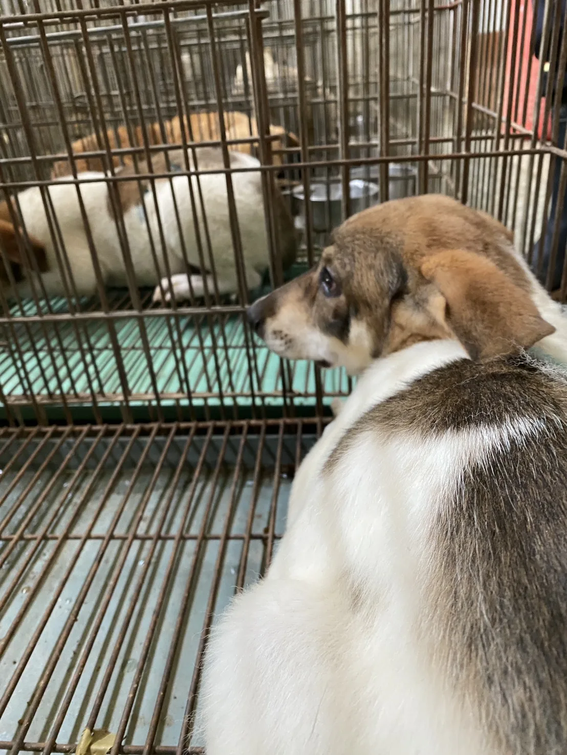 混種犬