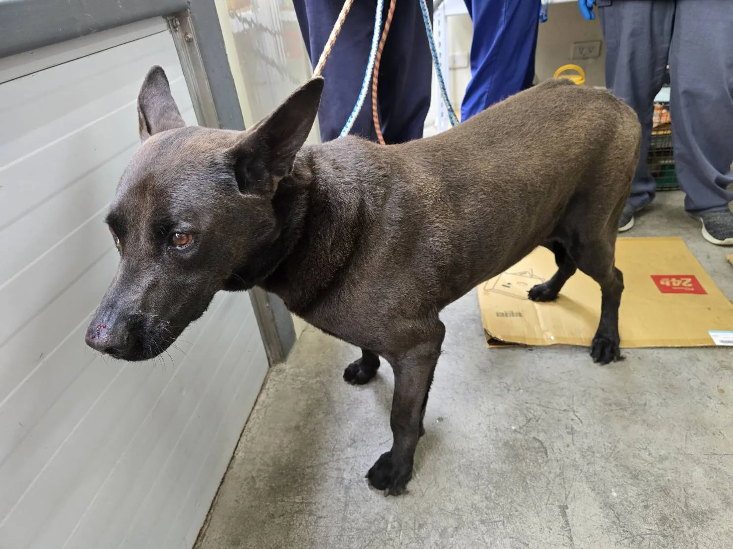 混種犬