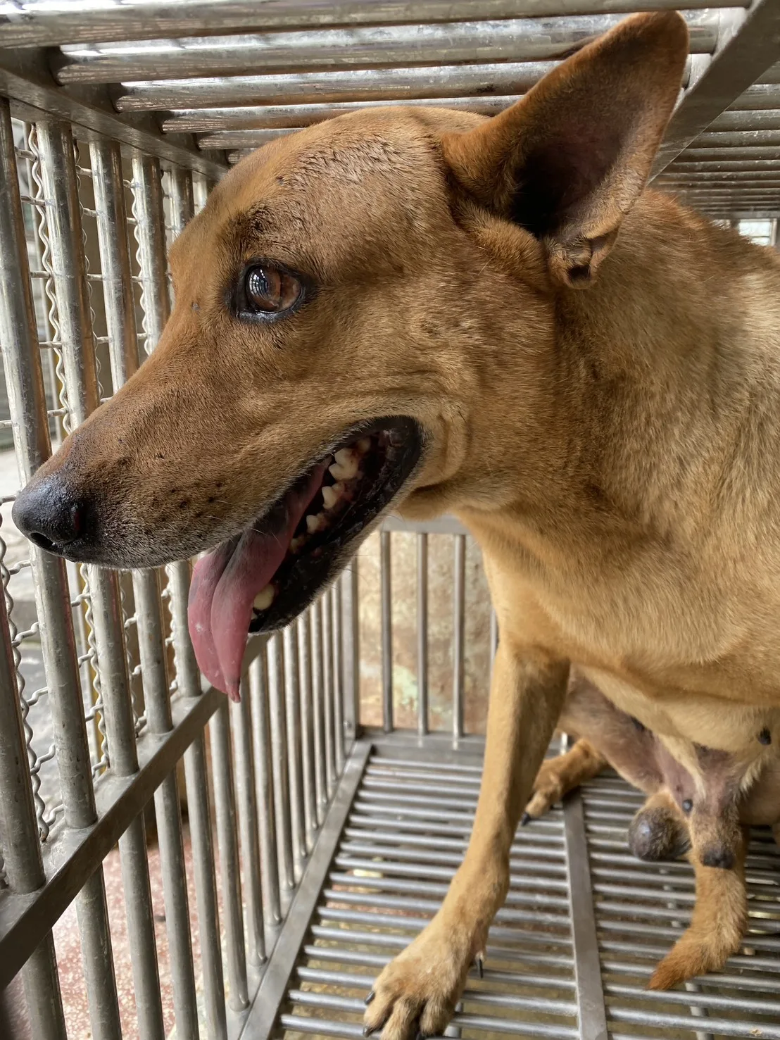 混種犬