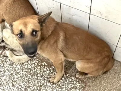 混種犬