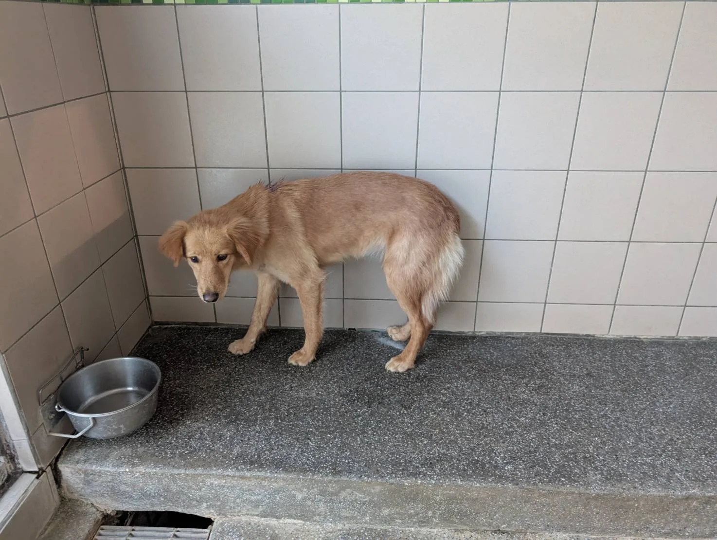混種犬