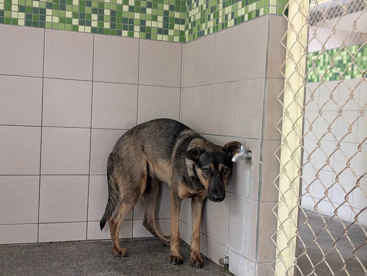 混種犬