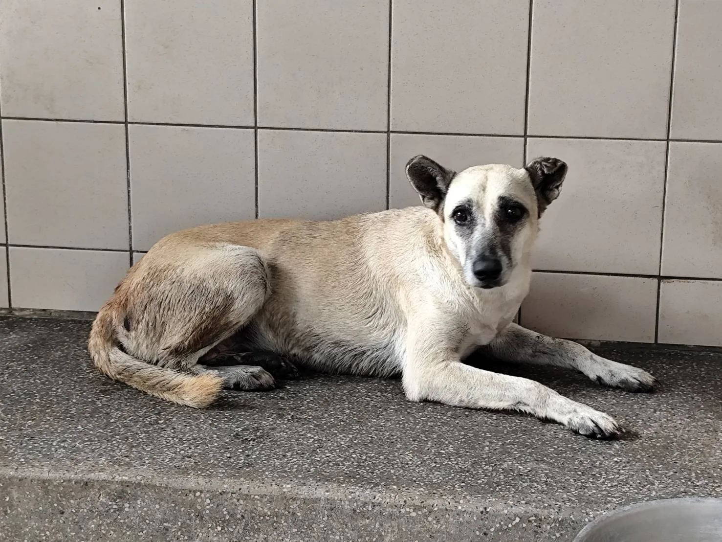 混種犬