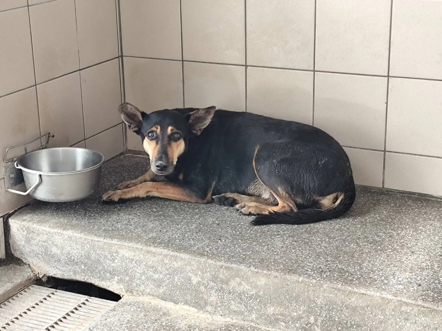混種犬