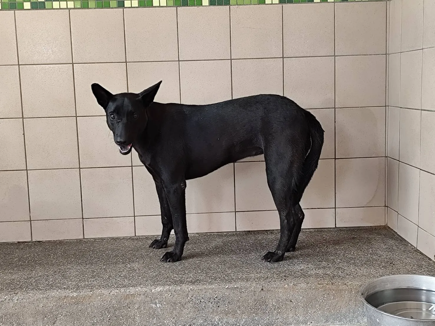 混種犬