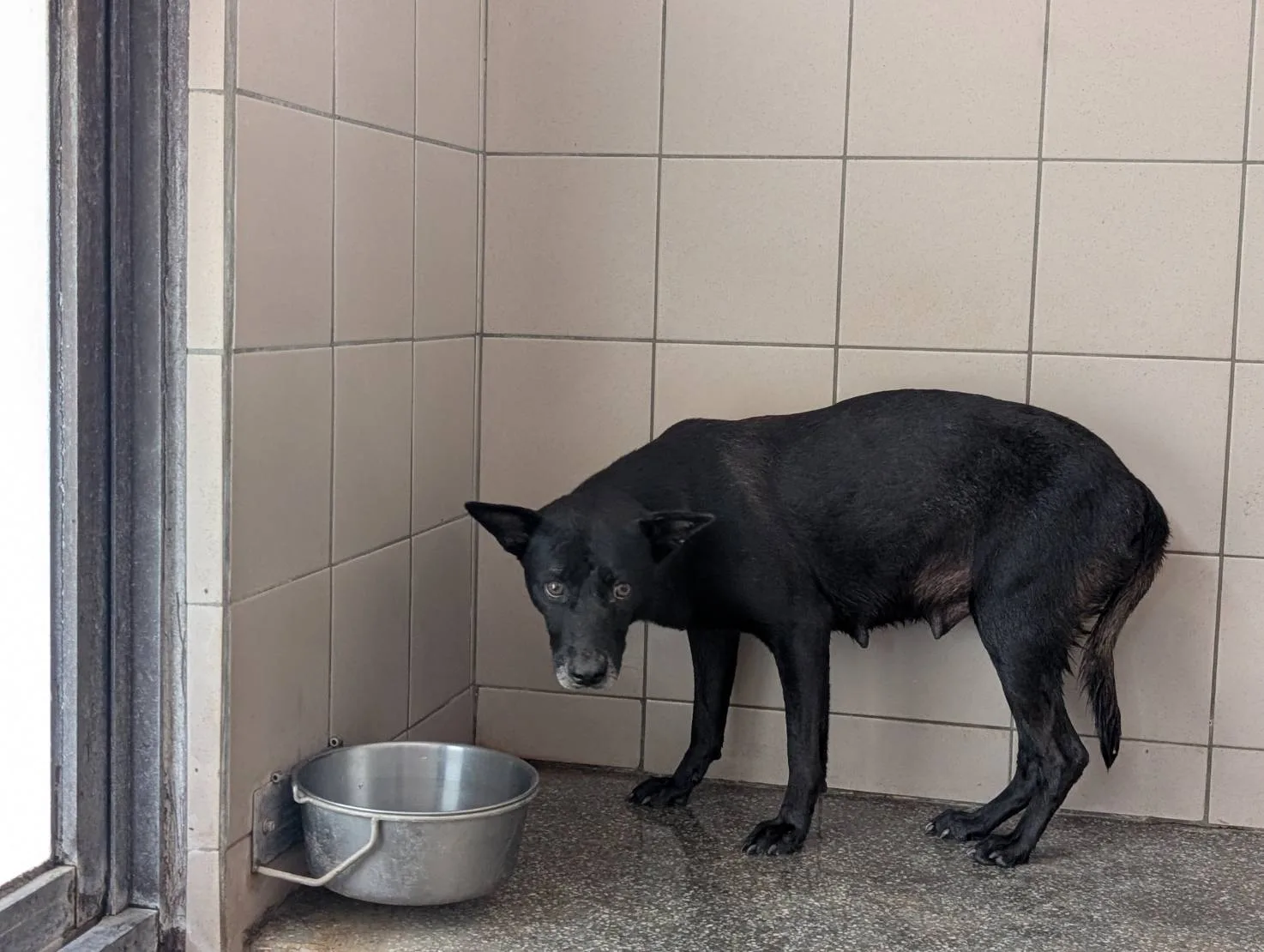混種犬