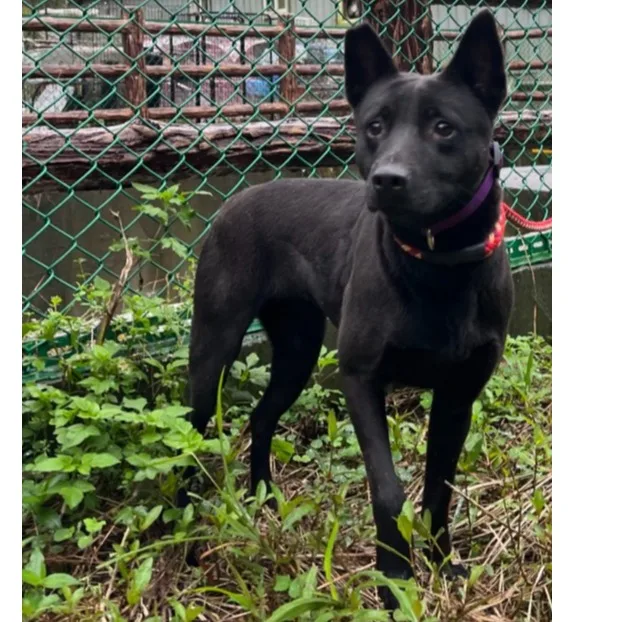 混種犬