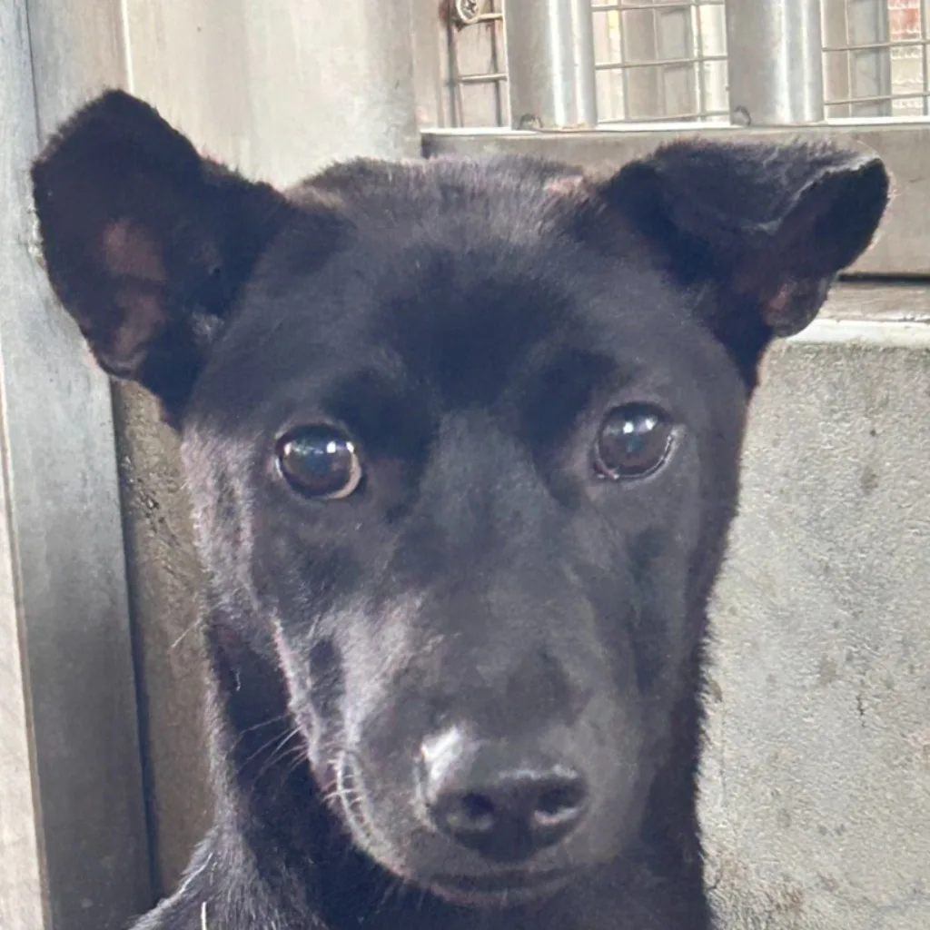 混種犬