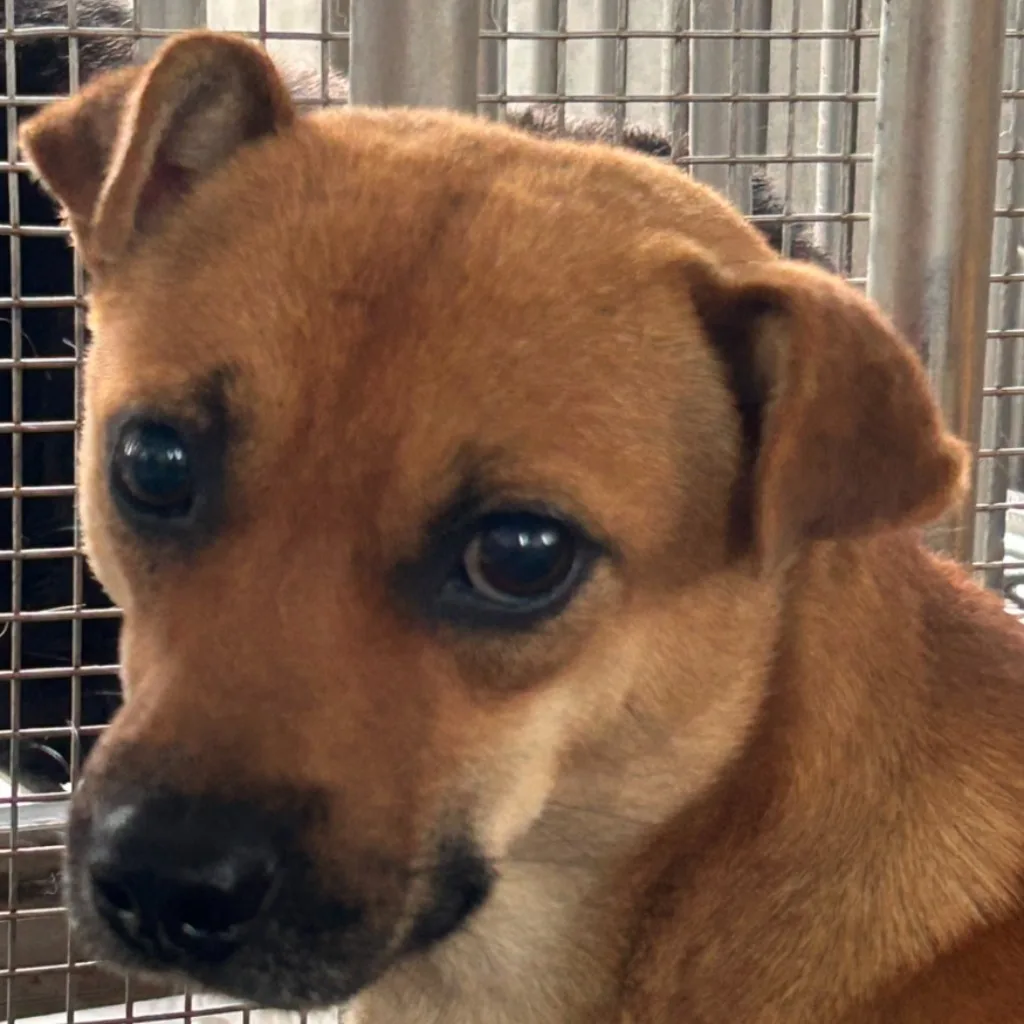 混種犬