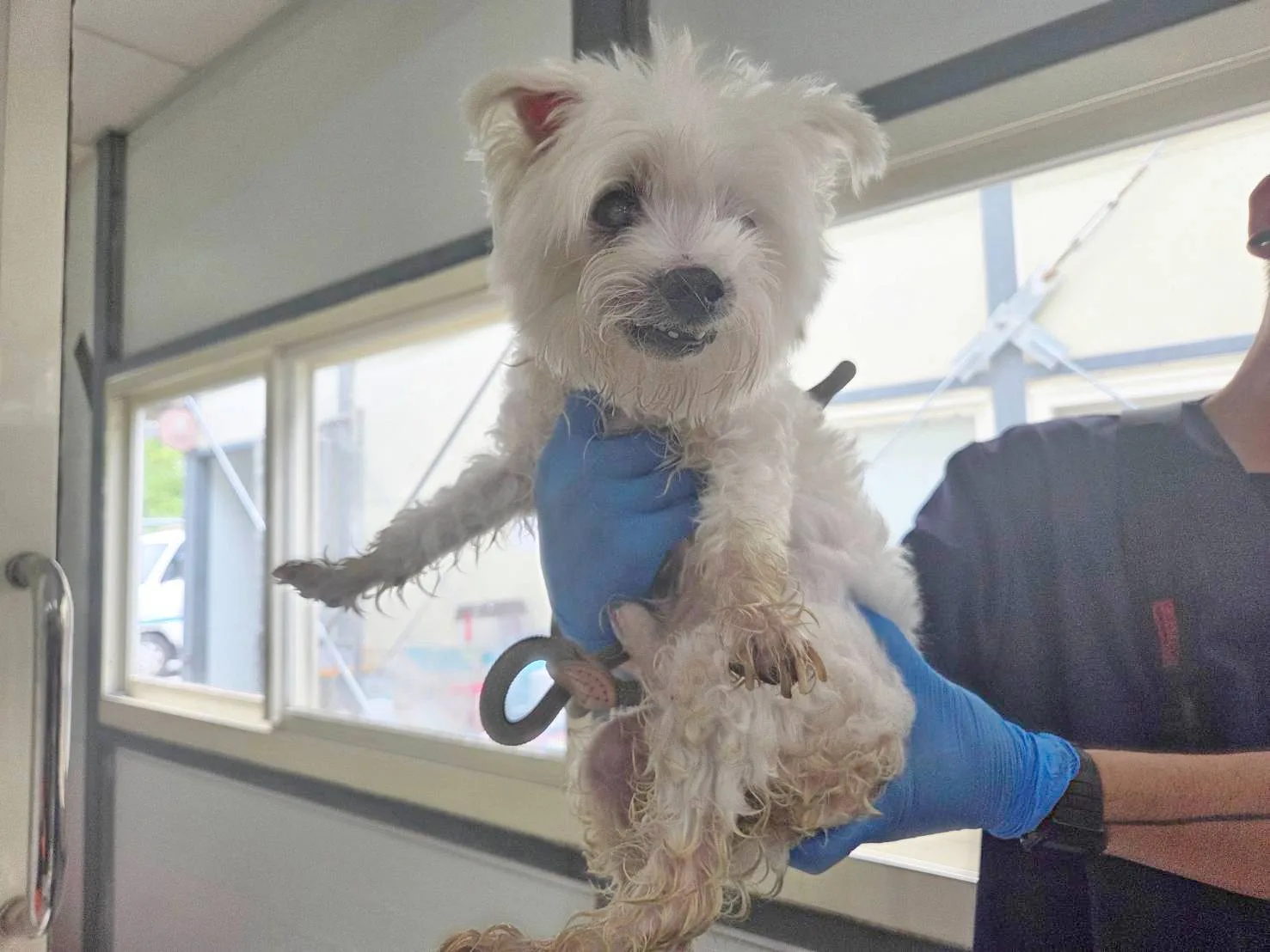 瑪爾濟斯犬