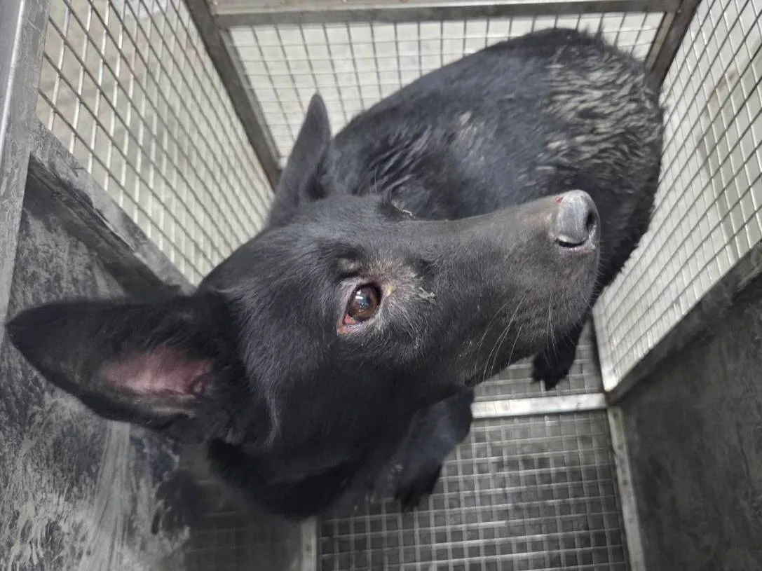 混種犬