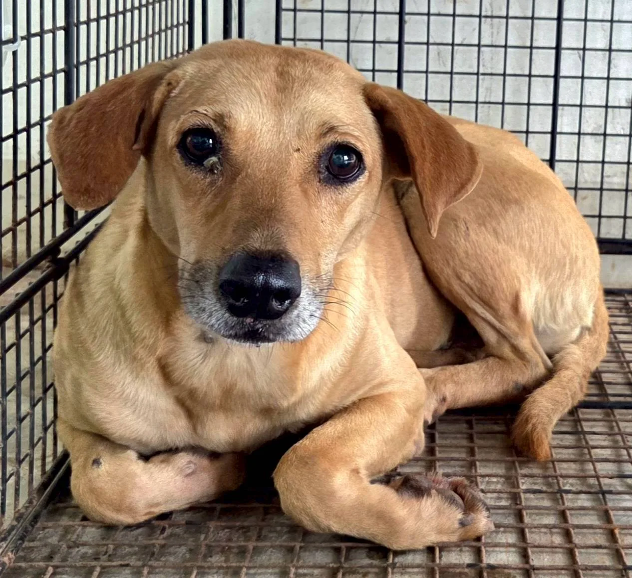 混種犬