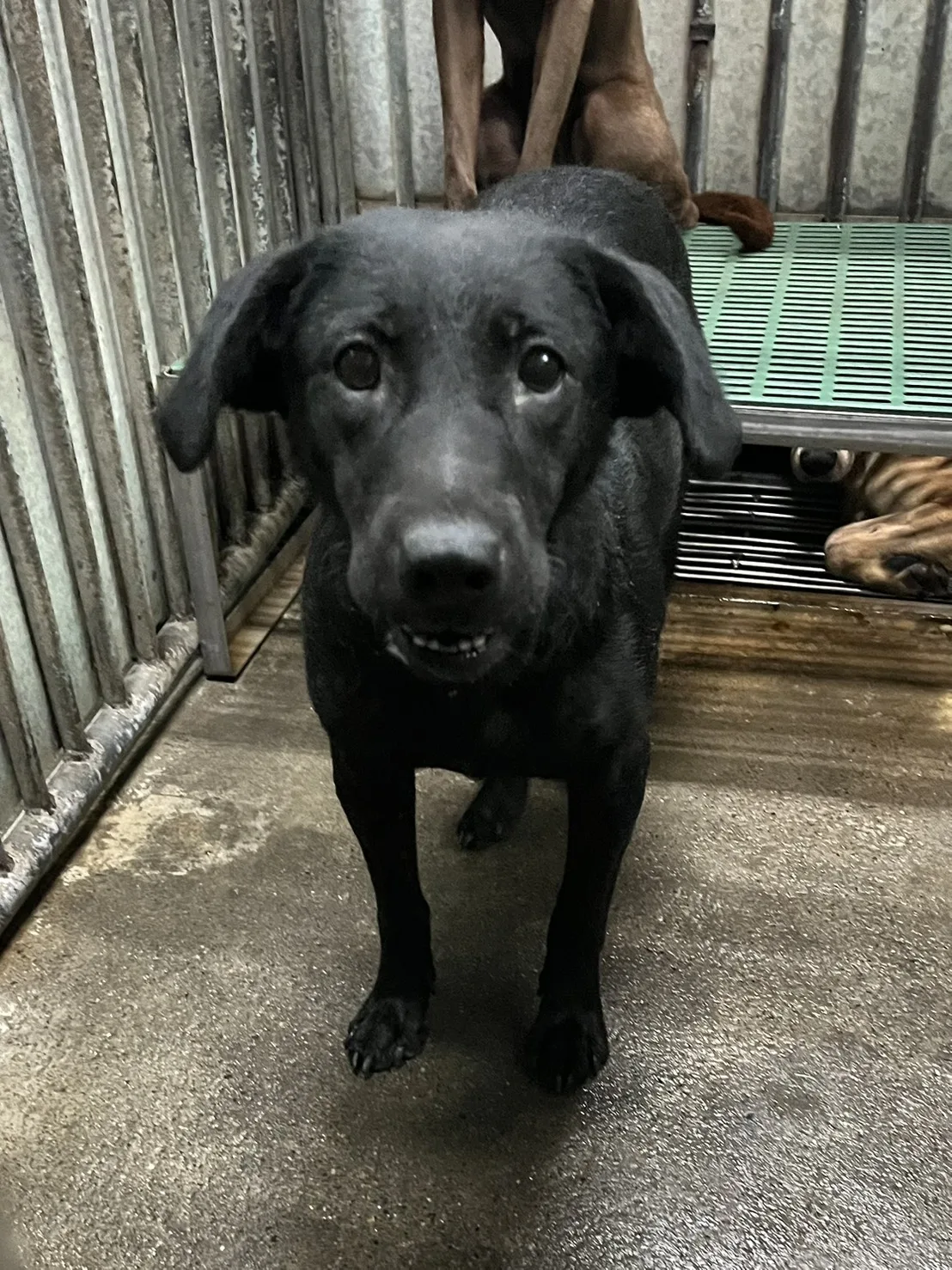 混種犬