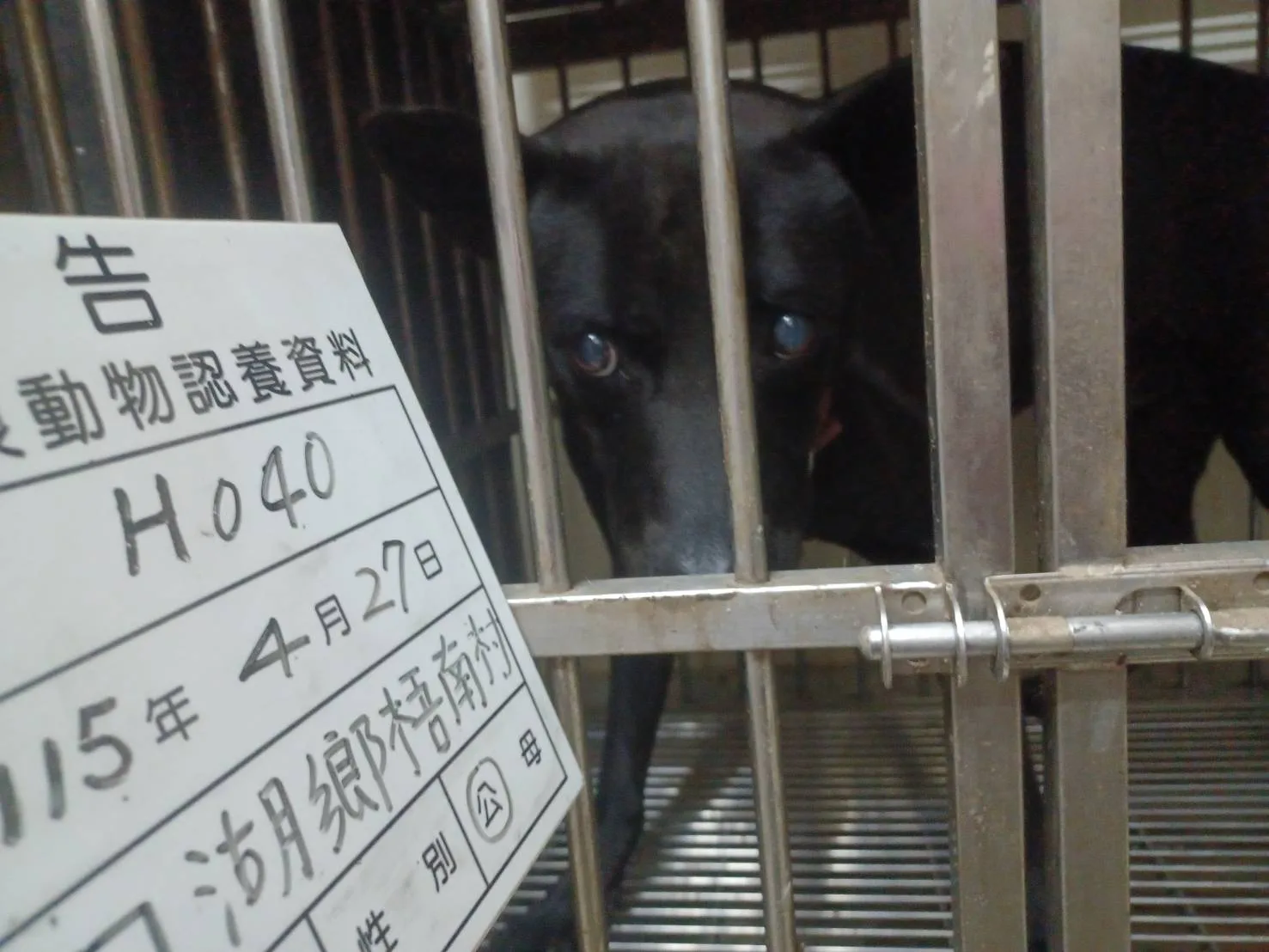 混種犬