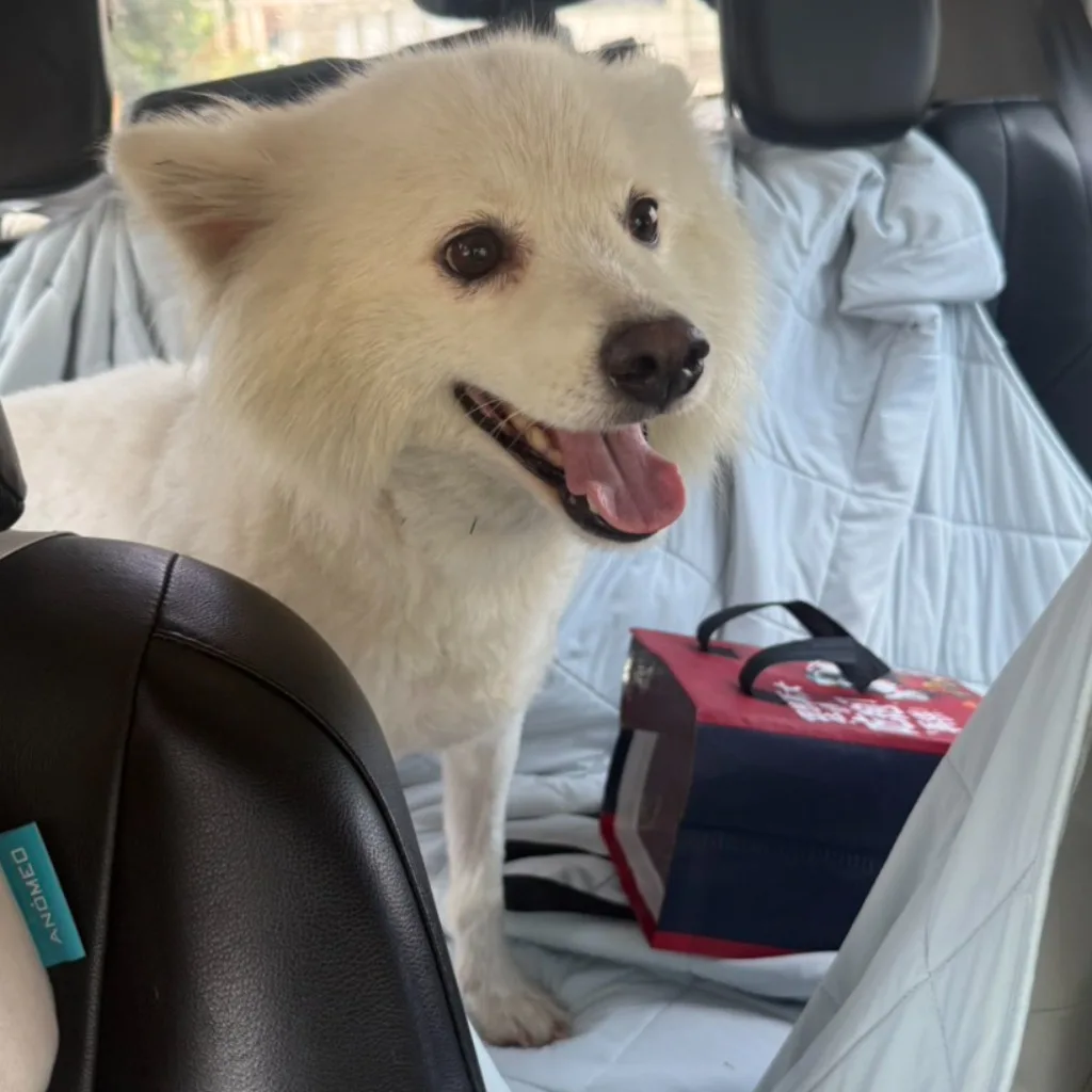 日本狐狸犬