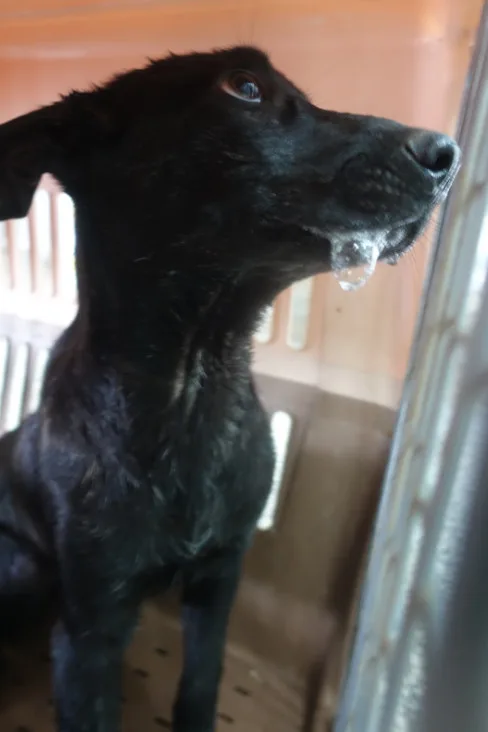 混種犬
