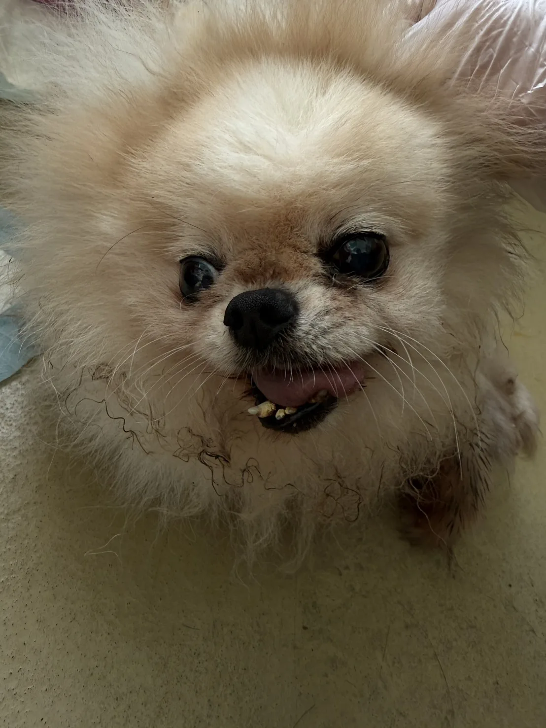 博美犬