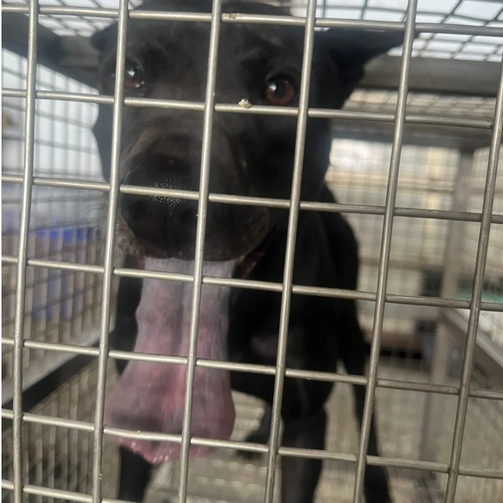 混種犬