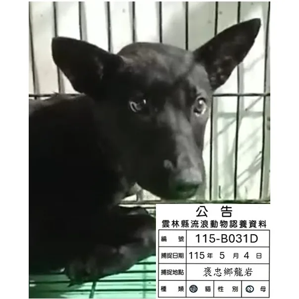 混種犬