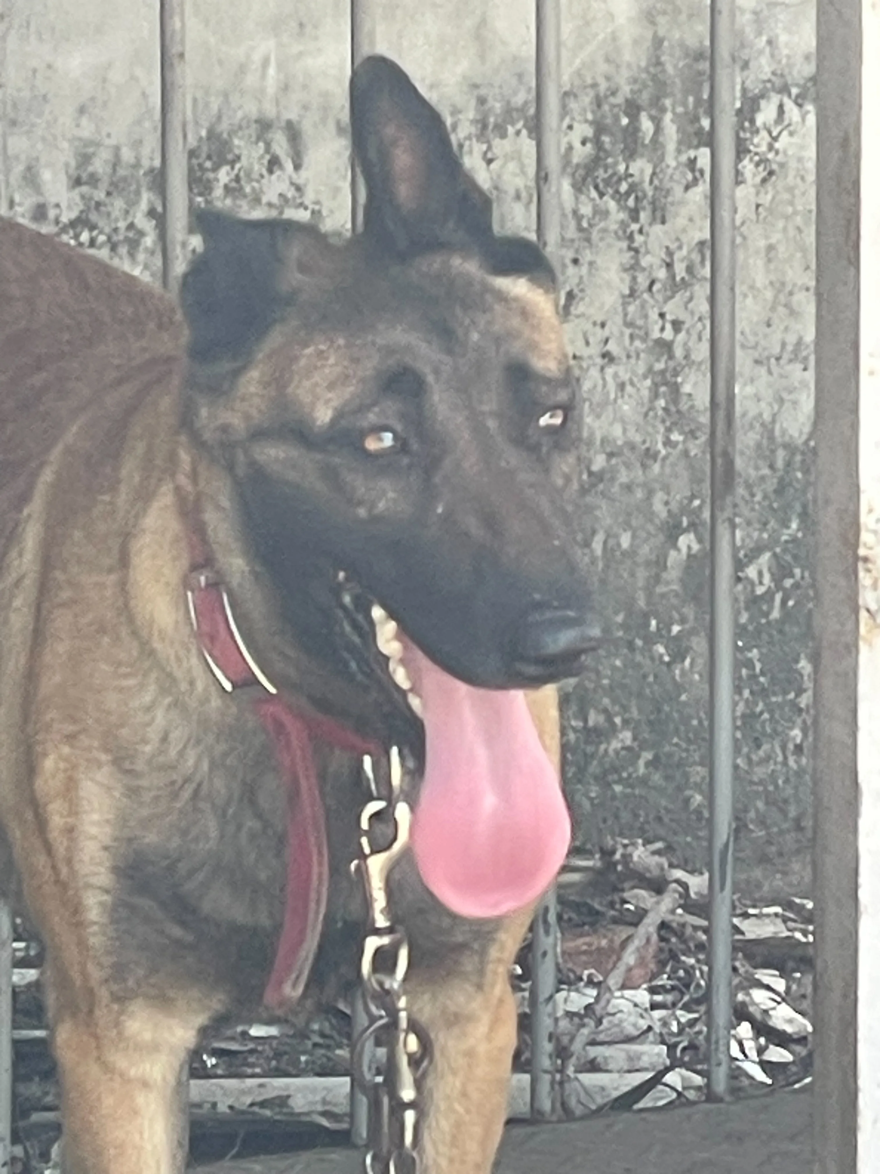 混種犬