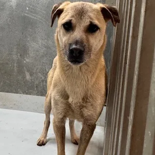 混種犬
