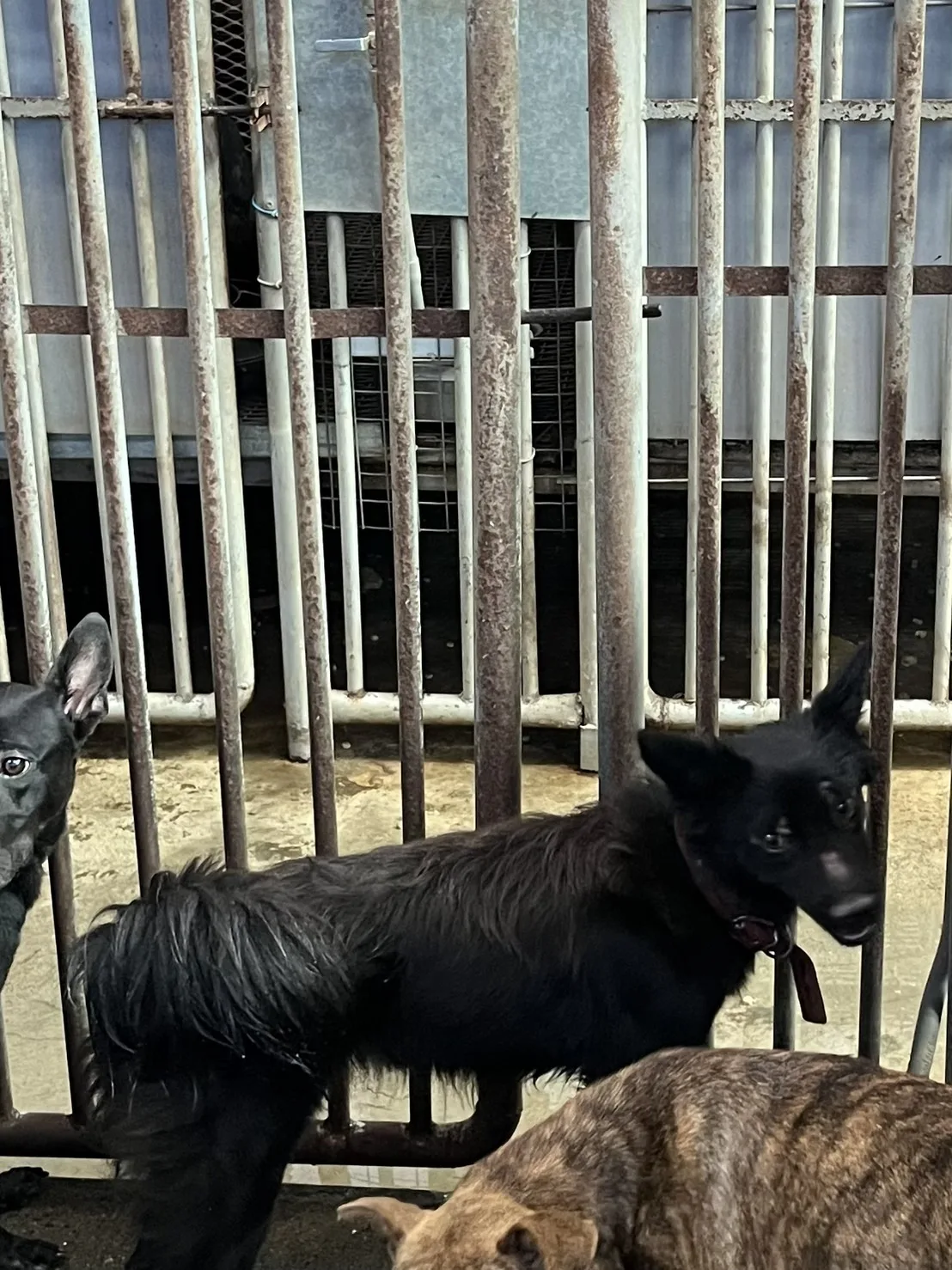 混種犬