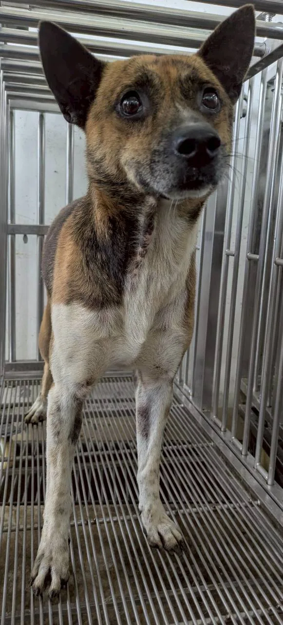 混種犬