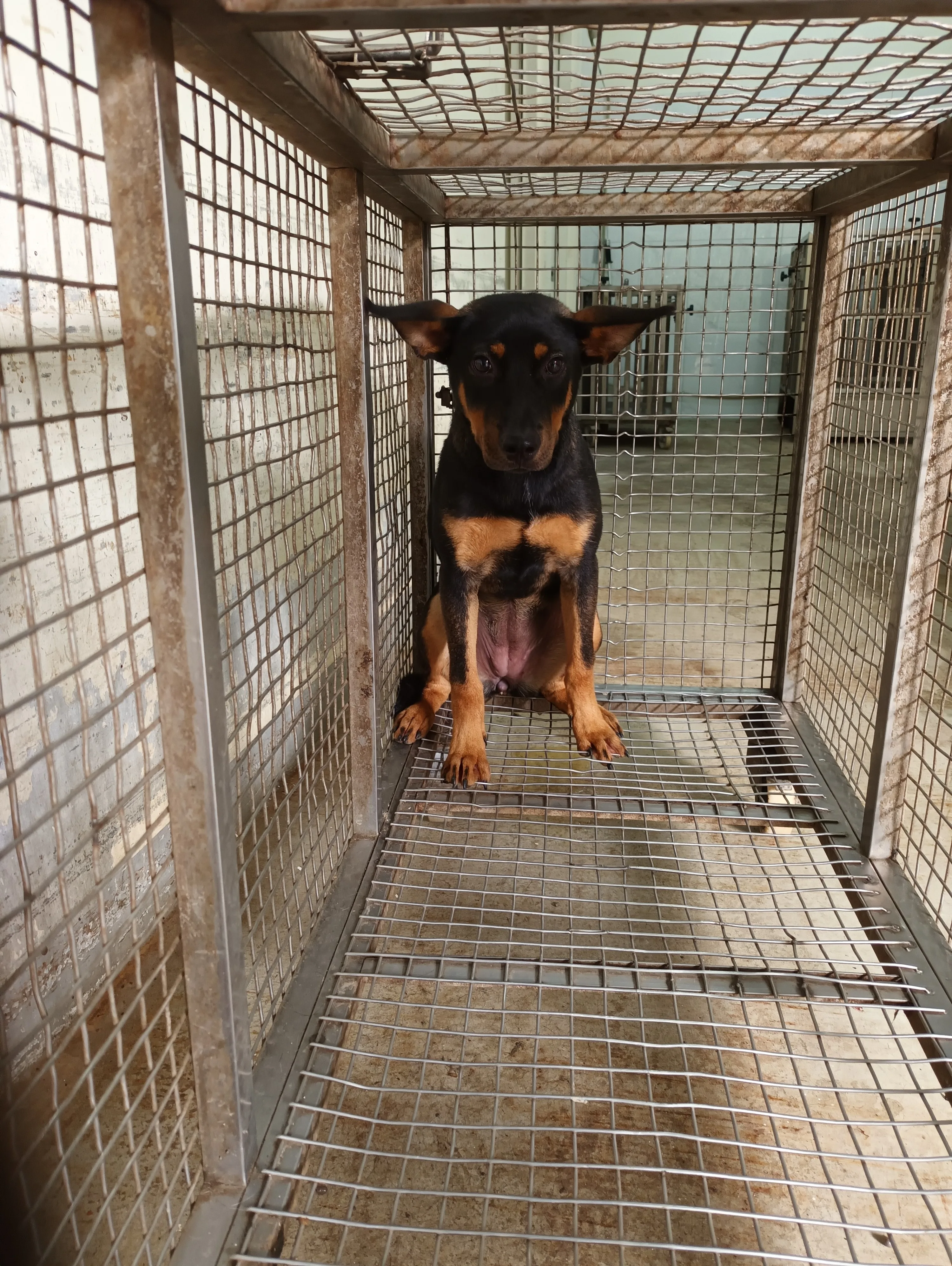 混種犬