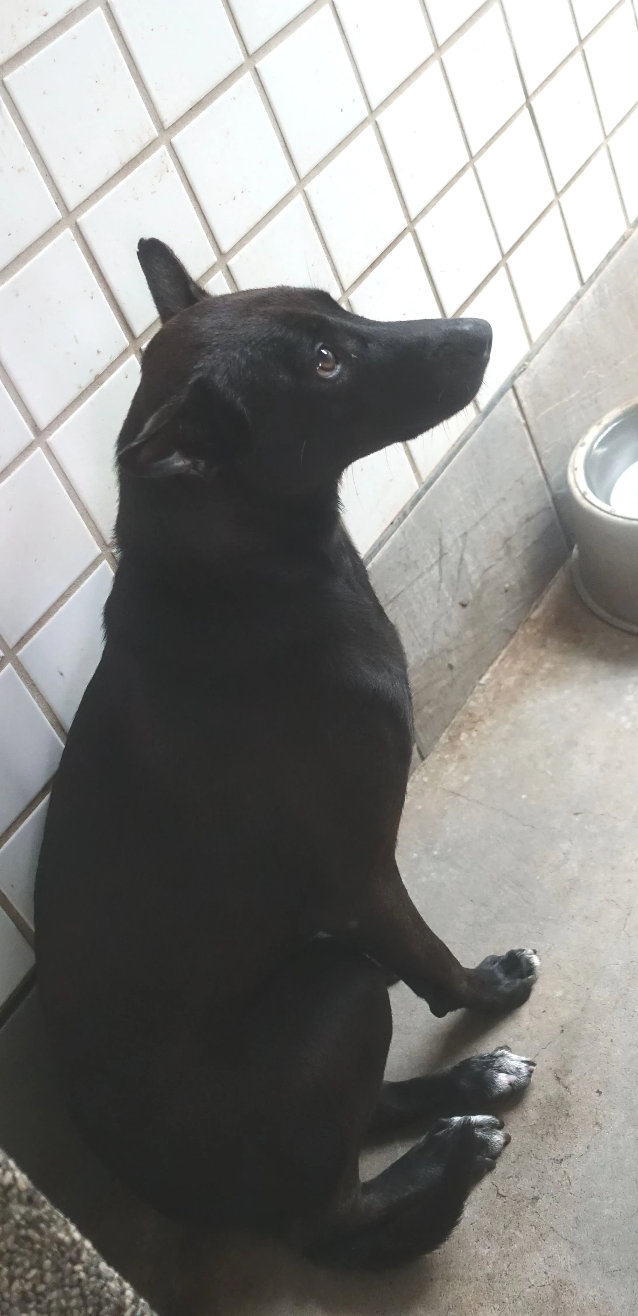 混種犬