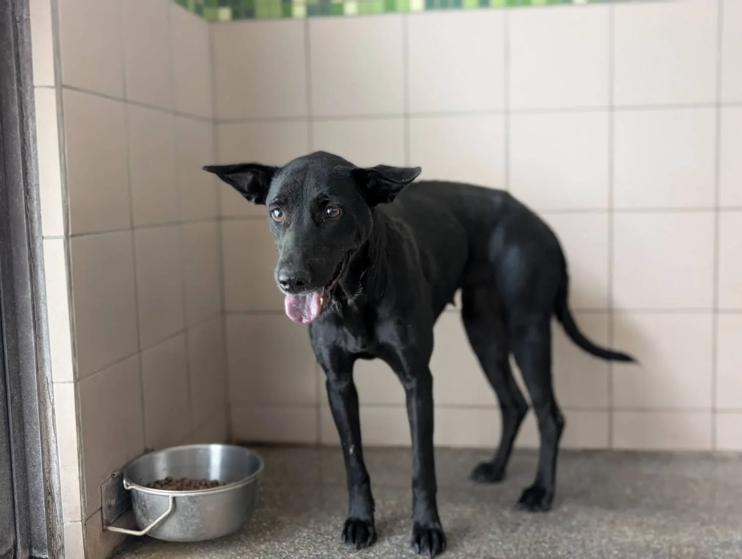 混種犬