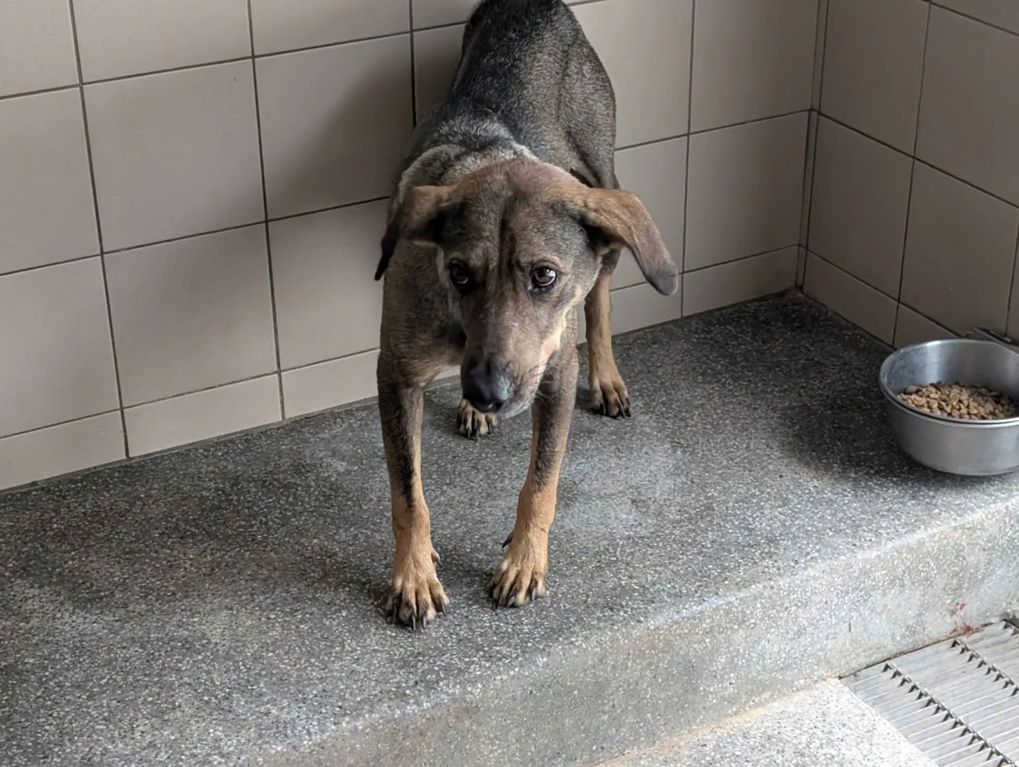 混種犬