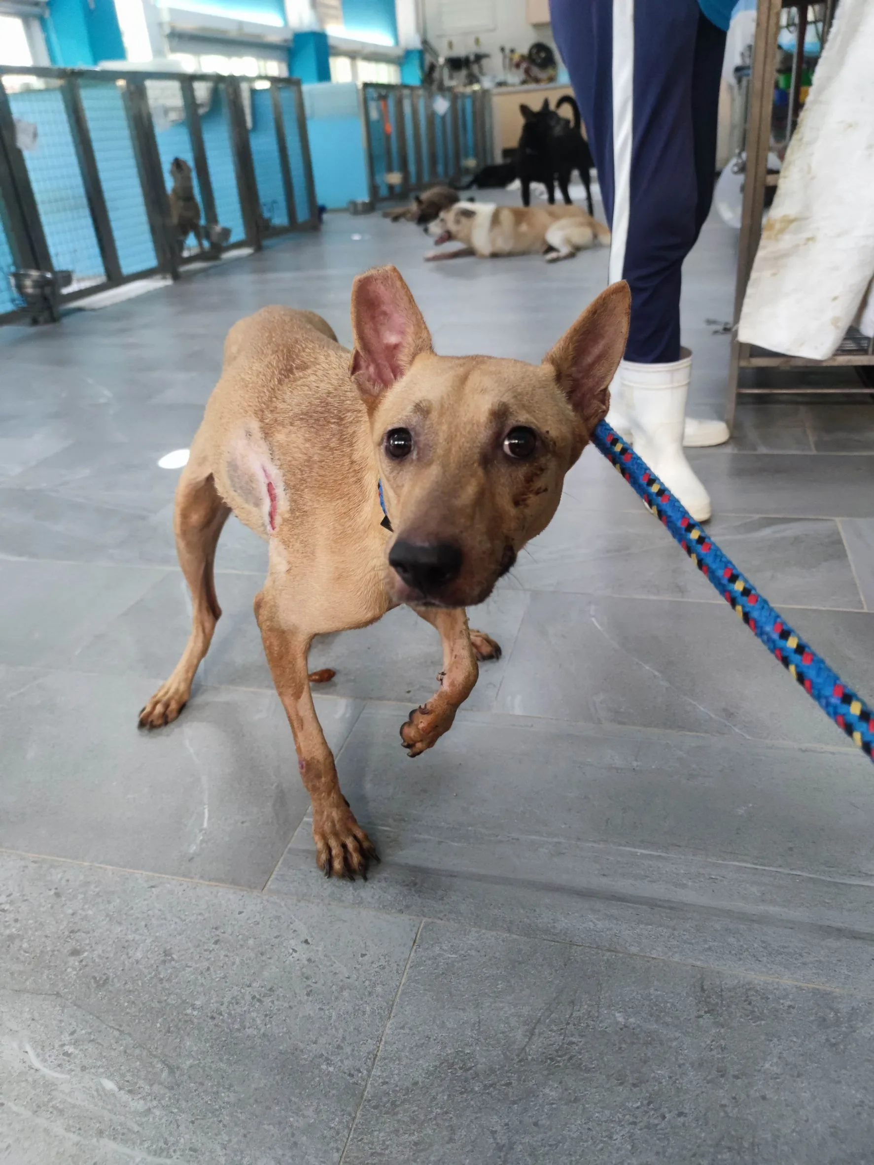 混種犬