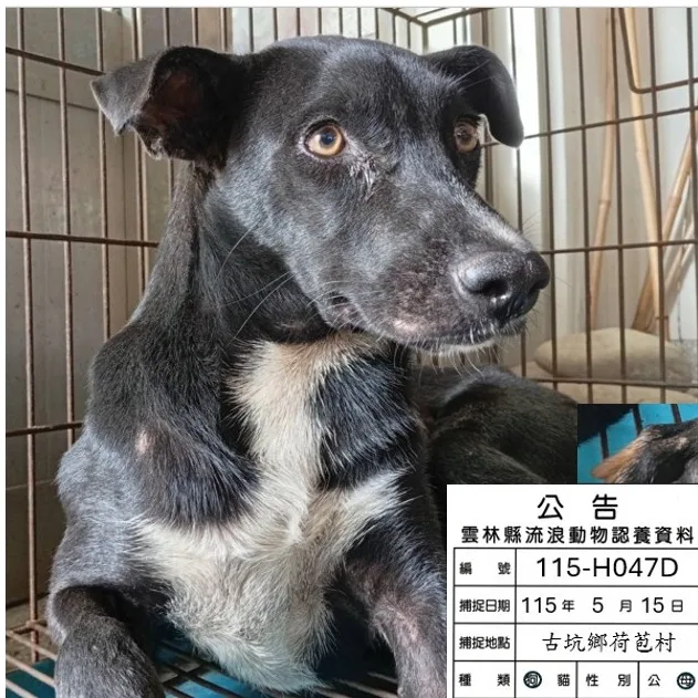 混種犬