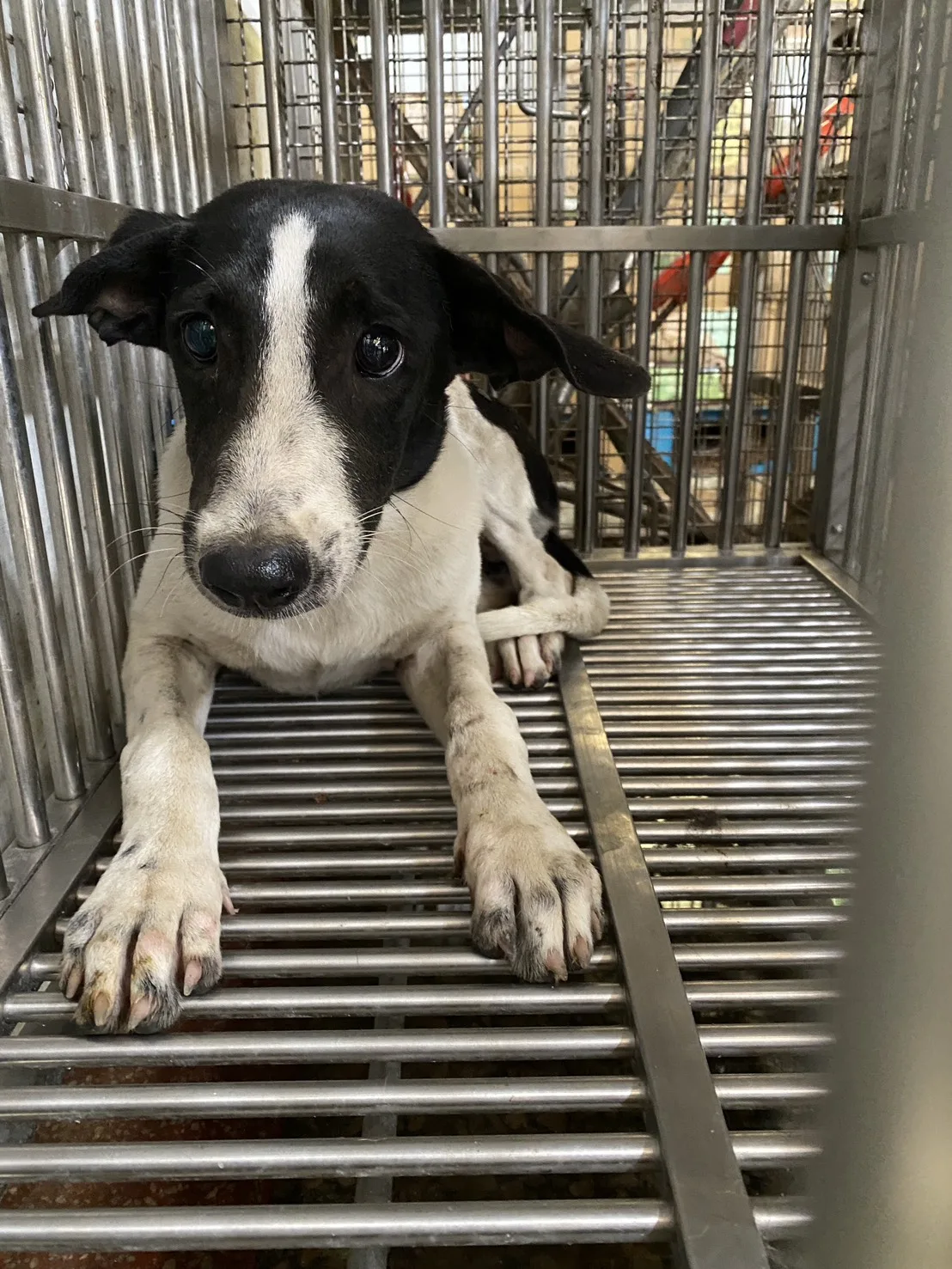 混種犬