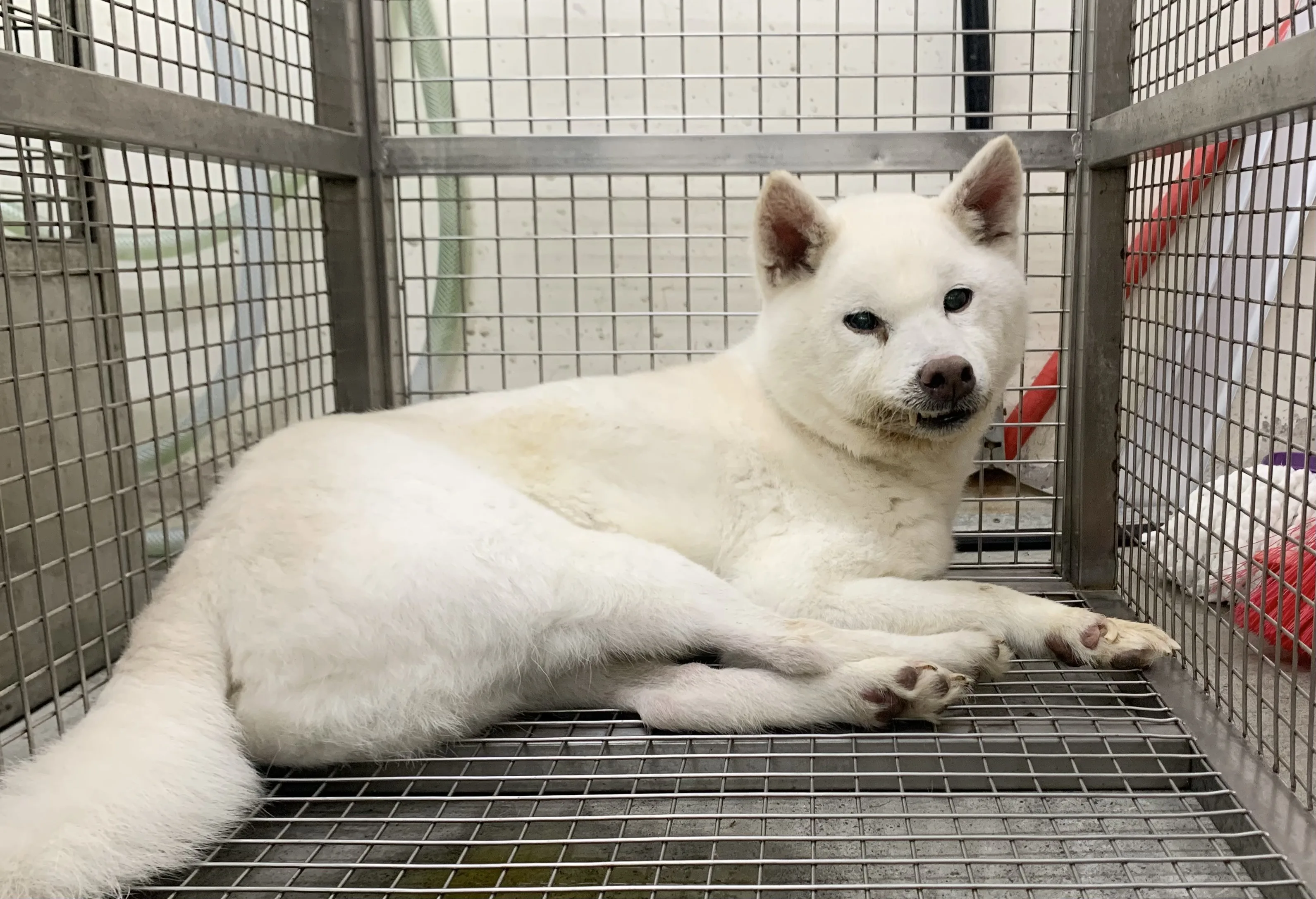 柴犬