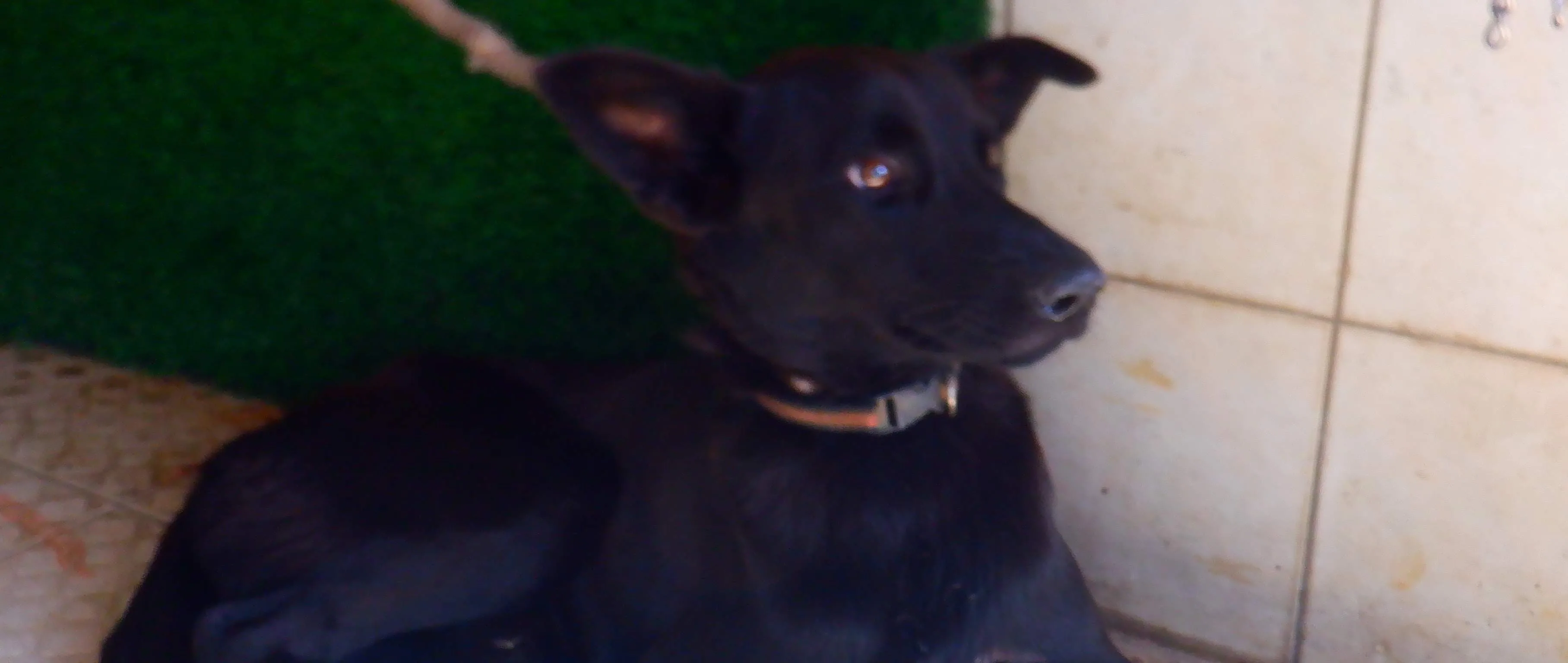 混種犬