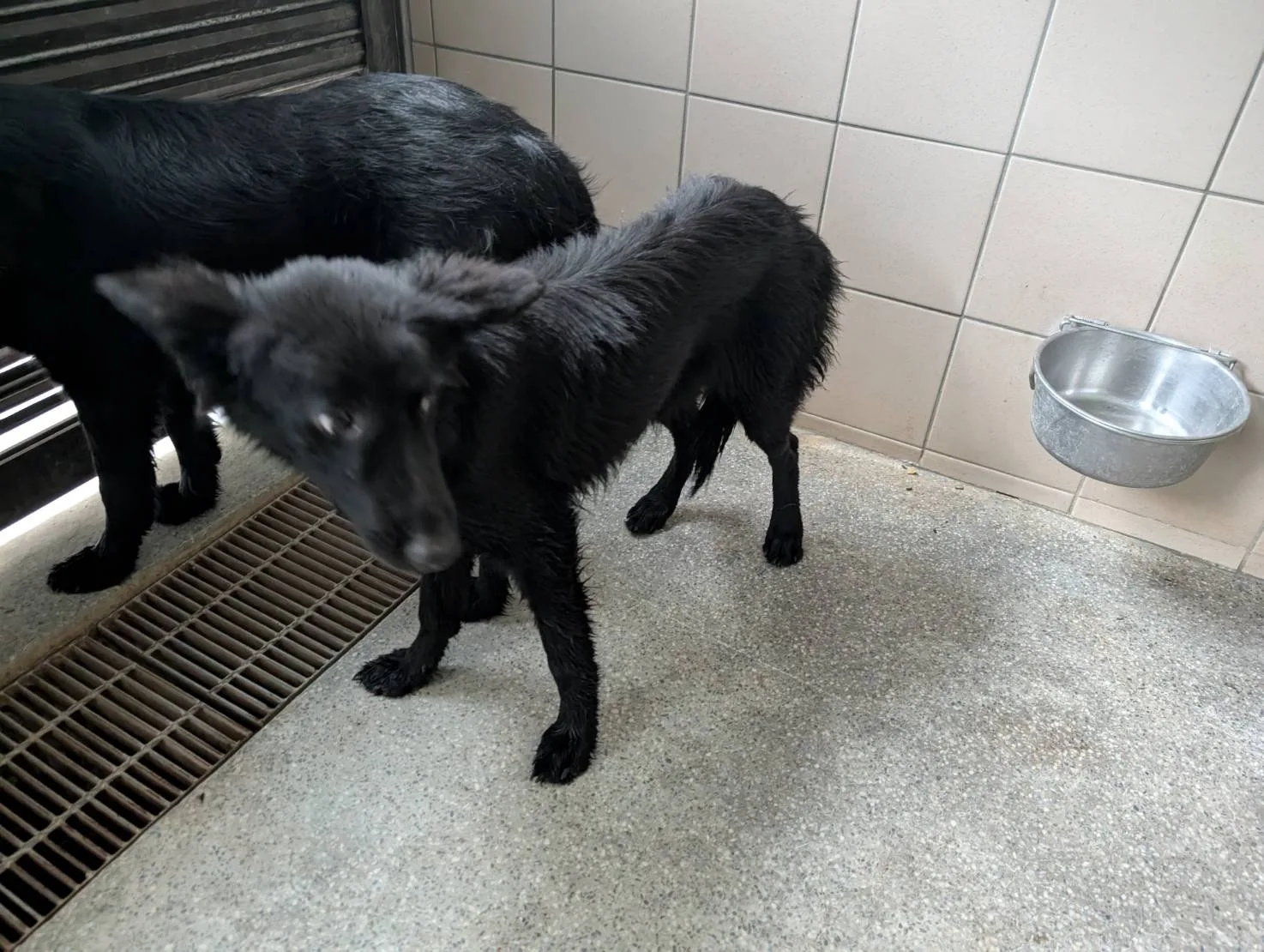 混種犬