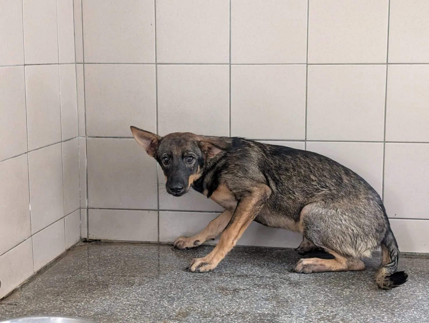 混種犬