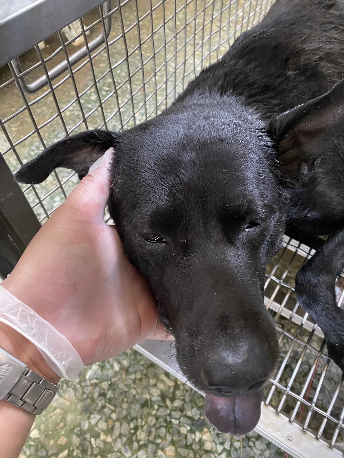 混種犬